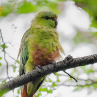Austral Parakeet